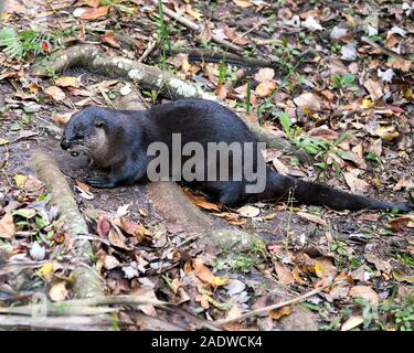 Animal Otter close-up Vue de profil au repos dans un lit de feuillage et d'afficher son corps, tête, nez, oreilles, yeux, la queue, les pattes dans son environnement . Banque D'Images