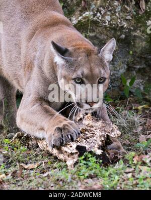 Florida Panther animal close-up Vue de profil de rayer le journal avec un fond de feuillage exposant son corps, tête, oreilles, yeux, nez, pattes. Banque D'Images