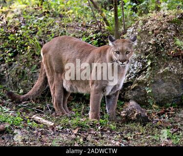 Florida Panther animal close-up Vue de profil regardant la caméra avec un fond de feuillage exposant son corps, tête, oreilles, yeux, nez, pattes, queue. Banque D'Images