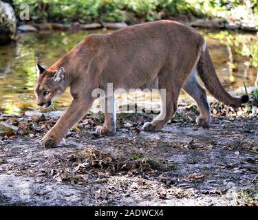 Florida Panther animal close-up Vue de profil la marche par l'eau avec un fond de feuillage tout en exposant son corps, tête, oreilles, yeux, nez, pattes. Banque D'Images