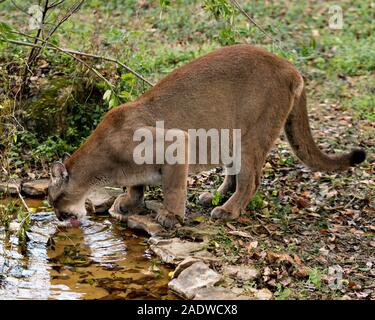 Florida Panther animal close-up Vue de profil l'eau potable, avec un fond de feuillage d'exposer son corps, tête, oreilles, yeux, nez, pattes, queue. Banque D'Images
