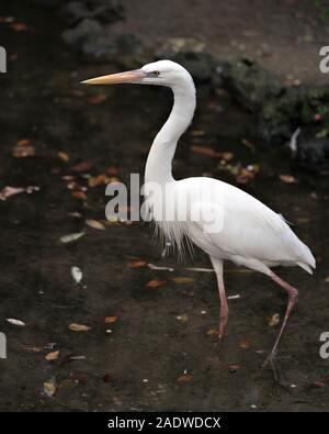 Oiseau Heron blanc close-up Vue de profil dans l'eau d'afficher son corps, tête, yeux, bec, long cou, avec un contraste noir arrière-plan. Banque D'Images