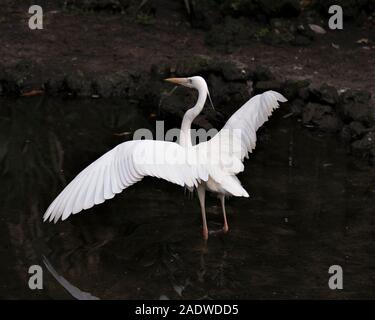 Oiseau Heron blanc close-up Vue de profil dans l'eau avec des ailes propagation d'afficher son corps, tête, yeux, bec, long cou, avec un contraste noir backgroun Banque D'Images