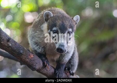 Coati mignon assis sur un arbre Banque D'Images