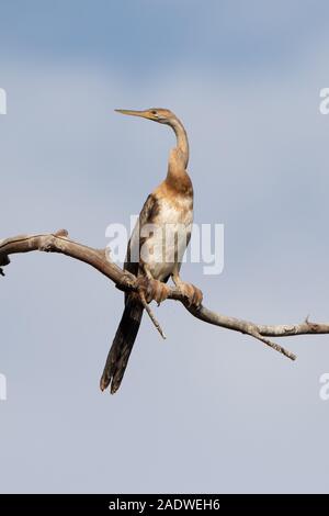 Jeune Darter africain, Anhinga rufa, Gambie, Afrique de l'Ouest Banque D'Images