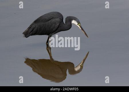 Egret de récif occidental, Egretta gularis, Gambie, Afrique de l'Ouest Banque D'Images