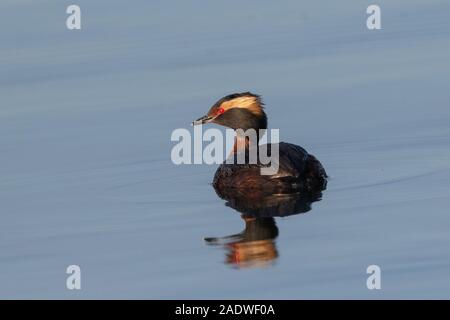 Grebe slavonien, Podiceps auritus (plumage reproducteur) réservoir de Farmoor, Oxon, Royaume-Uni Banque D'Images