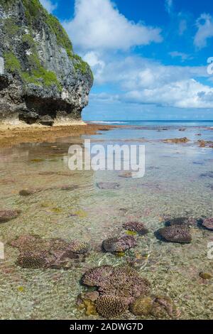 Avaiki rock tide pools, Pacifique Sud, Niue Banque D'Images