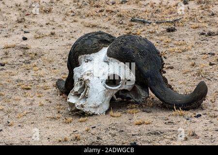 Buffle en décomposition dans le crâne de soleil africain Banque D'Images