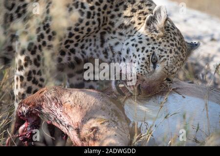 Femme léopard (Panthera pardus) avec impala tuer en NP Moremi (Khwai), Botswana Banque D'Images