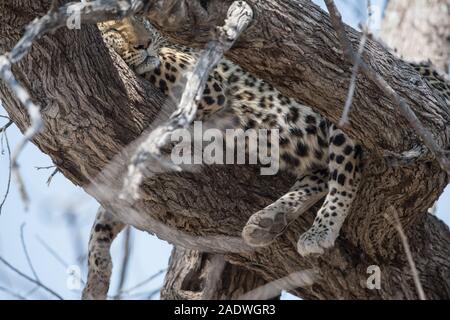 Belle leopard (Panthera pardus) dans l'arbre en NP Moremi (Khwai), Botswana Banque D'Images