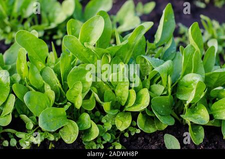 Les épinards dans le jardin par de larges gouttes d'eau sur les feuilles. Le véganisme, végétarisme, nourriture crue. Jardin d'été. Banque D'Images