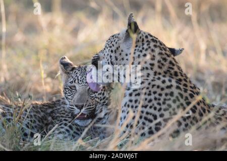 Leopard (Panthera pardus) avec de jeunes cub dans NP Moremi (4ème pont), au Botswana Banque D'Images