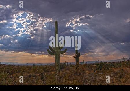 Prise de vue au grand angle des rayons de soleil ou des poutres qui brille sur cactus dans le désert de l'Arizona, près de Phoenix. Banque D'Images