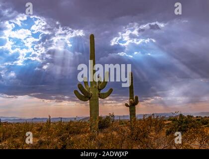 Les rayons du soleil ou de rayons de soleil qui brille sur le Saguaro Cactus en Arizona près de Scottsdale. Banque D'Images