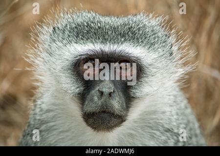 Un singe en Afrique du Sud. Face à face avec un singe vert. Augen von Meerkatze. Blickkontakt mit einem Affen. Südafrika. Banque D'Images