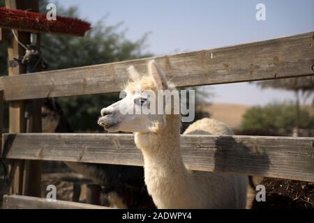 Dans une ferme d'alpagas Alpaga blanc Banque D'Images