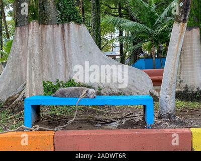 Un triste à la sale chien attaché à un arbre avec une grosse corde autour de son cou sur un banc en attendant que son propriétaire au retour. Banque D'Images