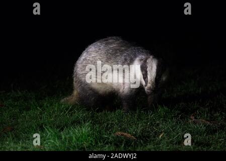 Blaireau européen (Meles meles) dans un jardin de nuit dans le Sussex, UK Banque D'Images