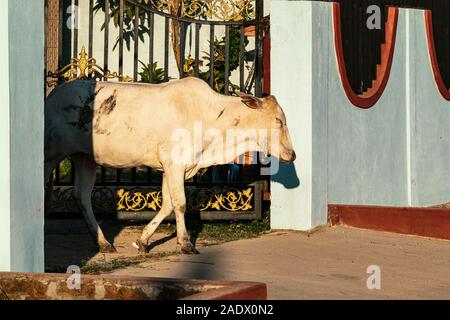 En sortant d'un vache porte dans la vieille ville de Taungoo (Myanmar). Banque D'Images