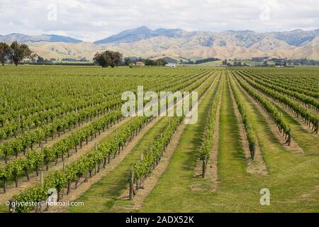 Voir de beaux vignobles près de Blenheim (Marlborough) avec des collines ensoleillées en toile de fond. Banque D'Images