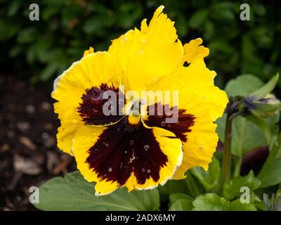 Jardin jaune pansy Banque D'Images