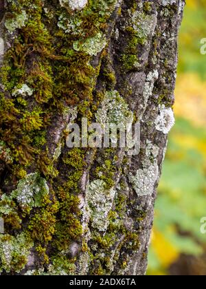 Mousse sur un tronc d'arbre Banque D'Images