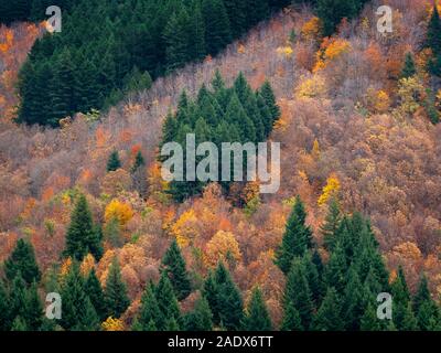 Les arbres avec couleurs automnales à la montagne Serra da Estrela natural park, Portugal Banque D'Images
