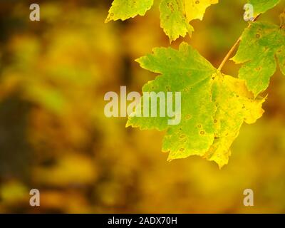 Les feuilles à l'automne Banque D'Images