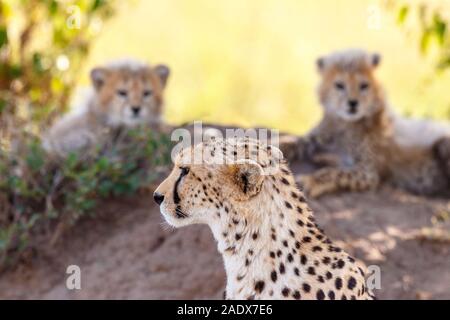 Vigilants guépard avec ses petits à l'ombre Banque D'Images