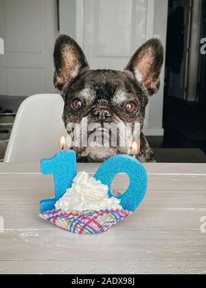 Bouledogue français célébrer le 10eme anniversaire avec des bougies et cupcake Banque D'Images