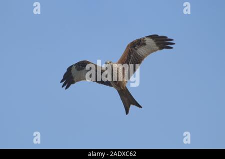 Red Kite vole au-dessus des ailes arquées, en regardant l'appareil photo Banque D'Images