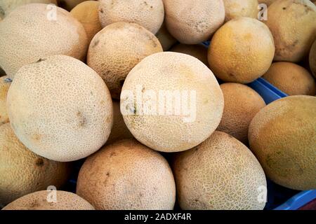 Melon cantaloup produits frais locaux à la vente à un marché de fermiers dans le jardin d'hiver en Floride usa Banque D'Images