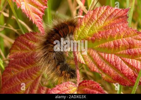 Fox Moth (Macrothylacia rubi) caterpillar sur la barre (Rubus), une de leurs plantes alimentaires larvaires. Banque D'Images