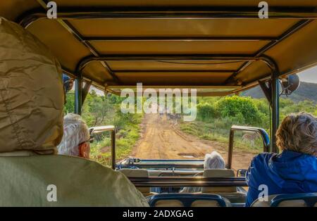 Les touristes en véhicule tout-terrain à la découverte d'un troupeau de zèbres, Parc National de Pilanesberg, Afrique du Sud. Banque D'Images