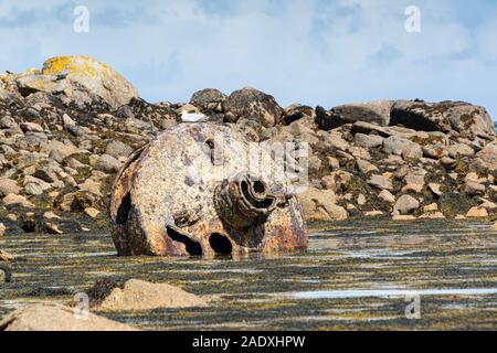 Une mouette perchée sur les restes rouillés d'une grande bouée métallique à Kitchen Porth, Bryher, Îles Scilly Banque D'Images