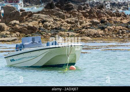 Un jeune gull perché sur un bateau à l'ancre dans Kitchen Porth, Bryher, Isles of Scilly Banque D'Images