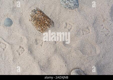 Empreintes de pied de toile d'un oiseau dans le sable Banque D'Images