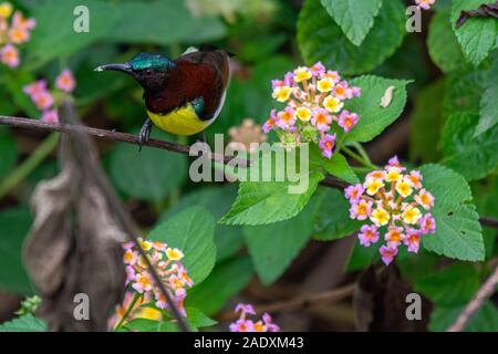 Croupion pourpre Sunbird à Bhadravathi, Karnataka, Inde Banque D'Images