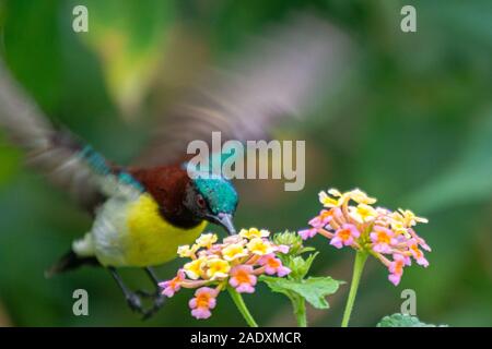 Croupion pourpre Sunbird à Bhadravathi, Karnataka, Inde Banque D'Images