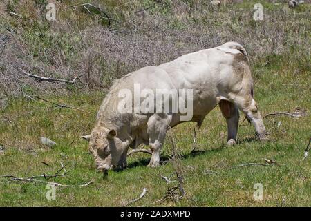 Large White bull Charolais paissant dans un champ. Banque D'Images