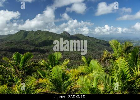 Vue aérienne de la forêt tropicale de Mt. Britton Tower, forêt nationale de El Yunque, Luquillo, Porto Rico Banque D'Images