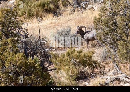 Fruita, Colorado - un désert ram Mouflon (Ovis canadensis nelsoni) dans le Colorado National Monument. Banque D'Images