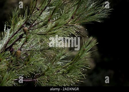 Aiguilles de pin avec gouttes d'eau sur fond noir Banque D'Images