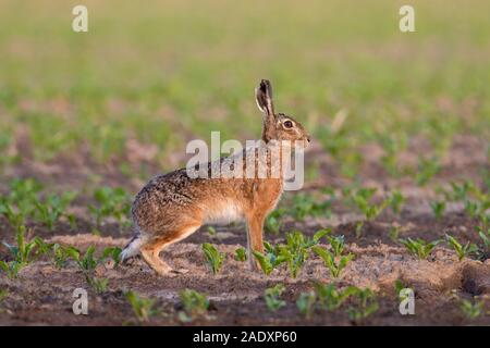 European brown hare (Lepus europaeus) en quête de terres agricoles / champ au printemps Banque D'Images