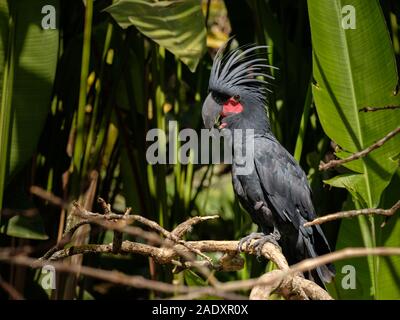 Black parrot extraordinaire avec les joues rouges assis sur une branche à Bali Bird Park Banque D'Images