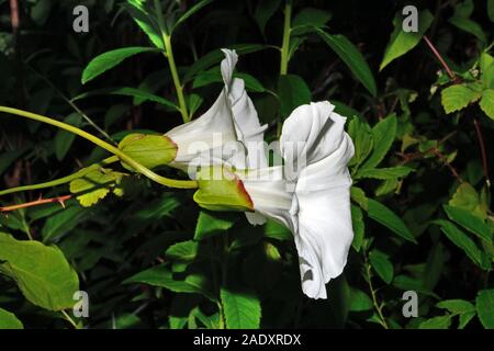 Liseron Calystegia silvatica (géant) est originaire du sud de l'Europe mais a été introduit dans les autres domaines. Il grimpe sur les haies et clôtures. Banque D'Images