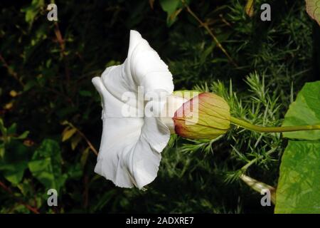 Liseron Calystegia silvatica (géant) est originaire du sud de l'Europe mais a été introduit dans les autres domaines. Il grimpe sur les haies et clôtures. Banque D'Images