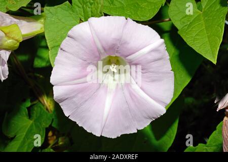 Liseron Calystegia silvatica (géant) est originaire du sud de l'Europe mais a été introduit dans les autres domaines. Il grimpe sur les haies et clôtures. Banque D'Images