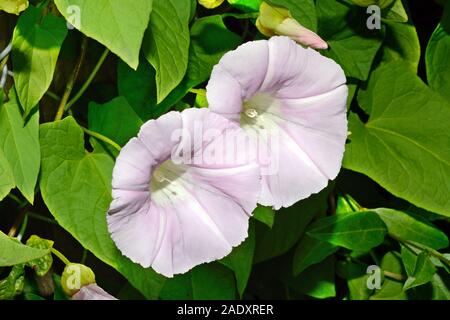 Liseron Calystegia silvatica (géant) est originaire du sud de l'Europe mais a été introduit dans les autres domaines. Il grimpe sur les haies et clôtures. Banque D'Images